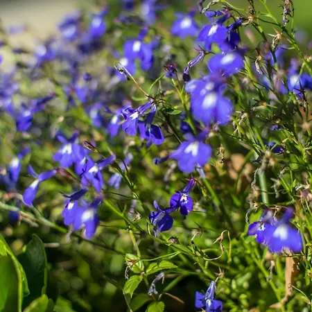 莱纳别墅酒店 酒店 4*